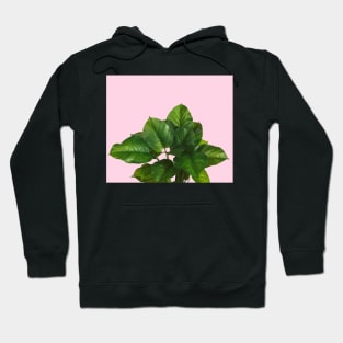 Lush green leaves on textured blush Hoodie